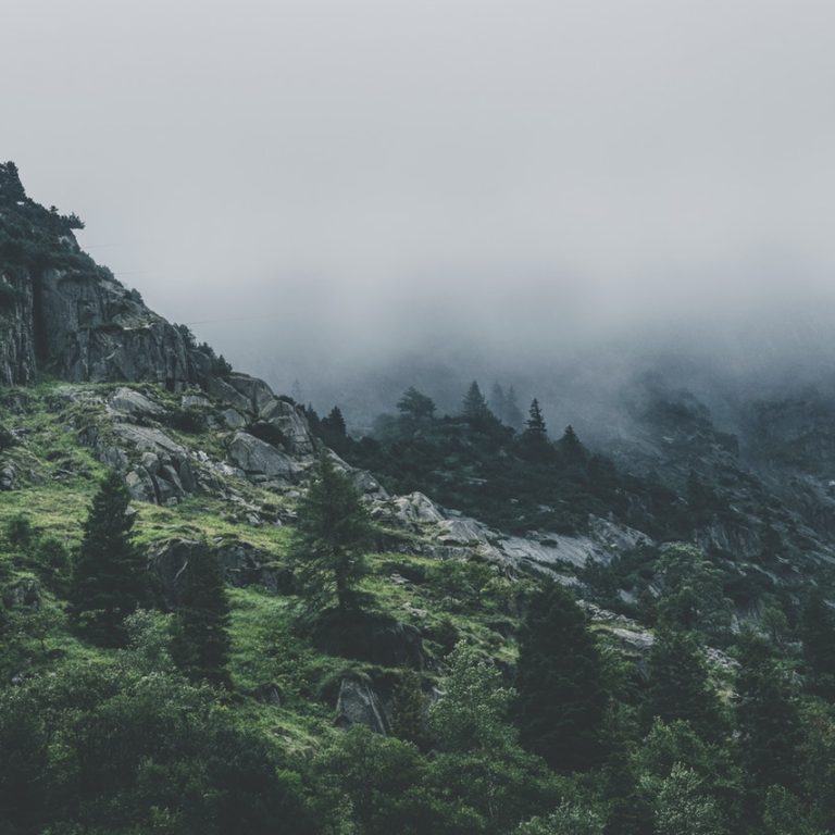 green leafed trees during fog time 167684.jpg