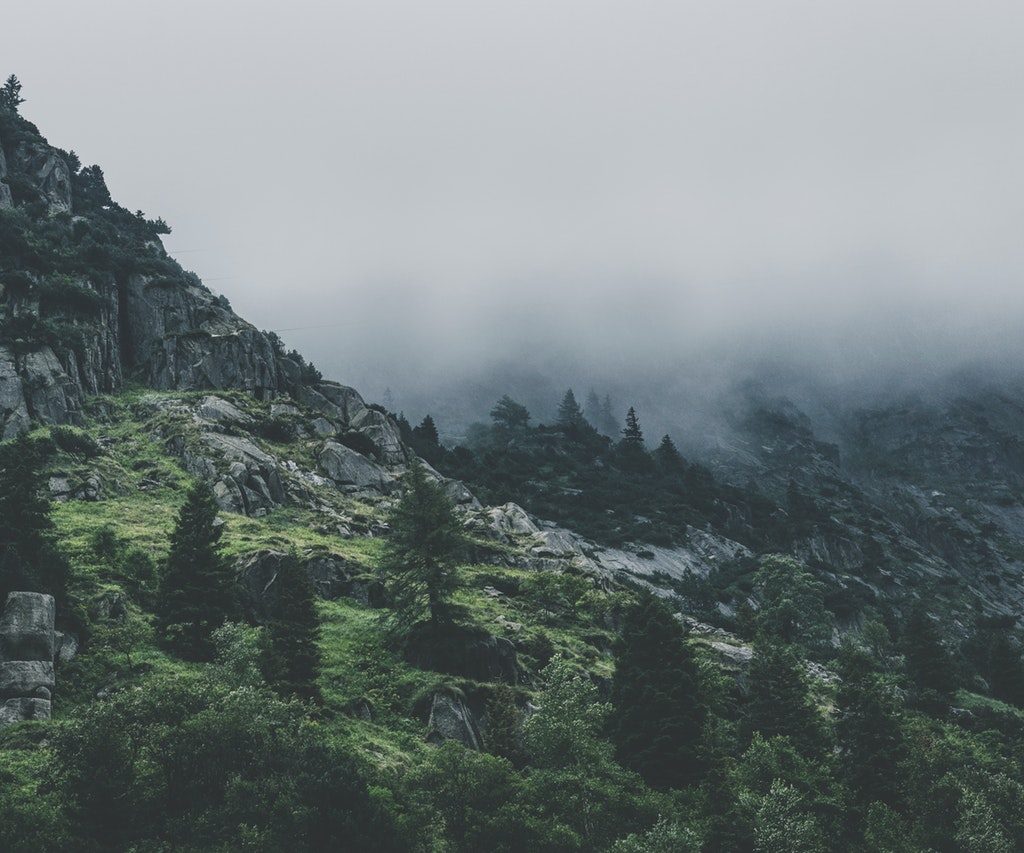 green leafed trees during fog time 167684.jpg
